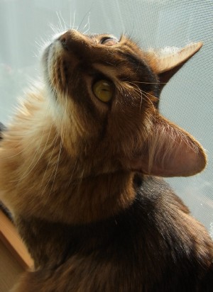 しおりカレンダー①