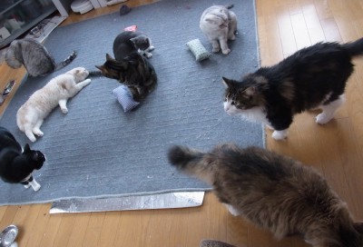 「猫だらけ」