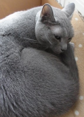 「猫だらけ」