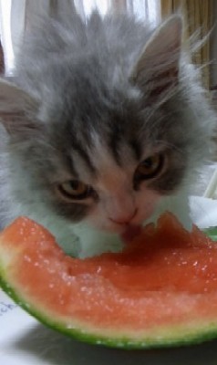 「猫だらけ」