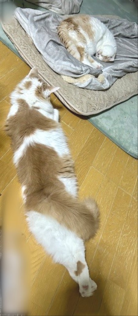 thumbnail_IMG_4647 (3)