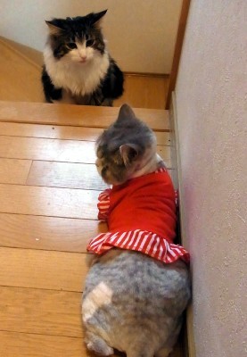 「猫だらけ」