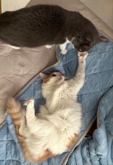 thumbnail_IMG_4155 (2)