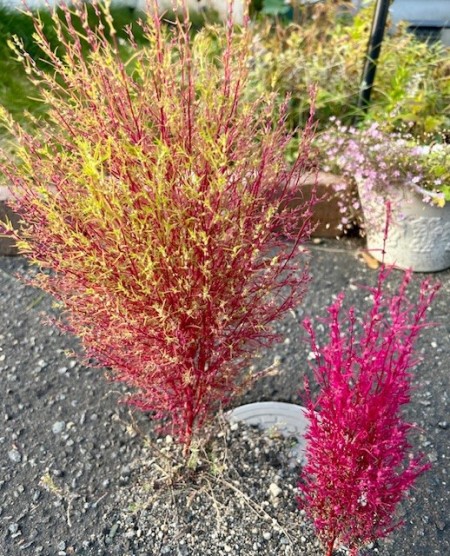 thumbnail_IMG_4406 (2)