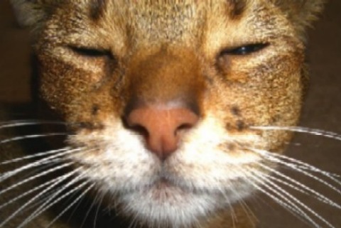 ヴィヴィアンぶろぐ村