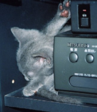 ルシ子猫1