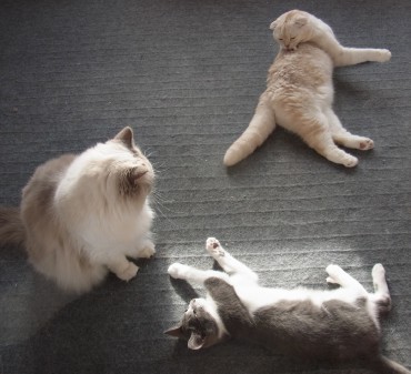 「猫だらけ」