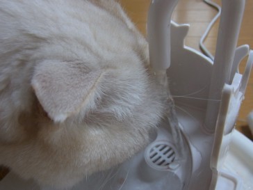 「猫だらけ」