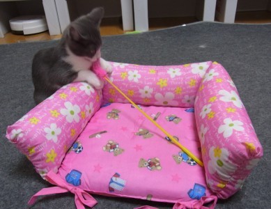 「猫だらけ」
