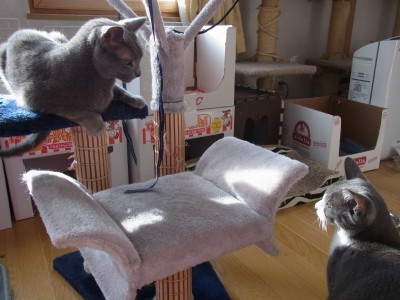 「猫だらけ」
