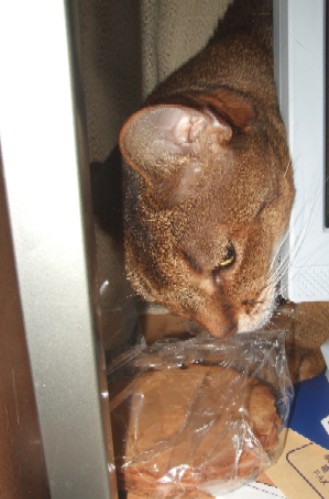2008_0521猫写真0022