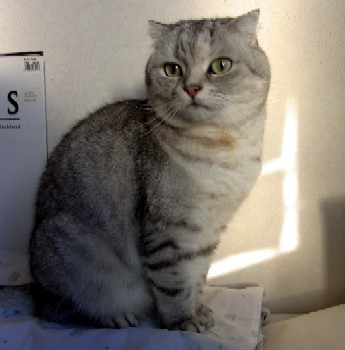 「猫だらけ」