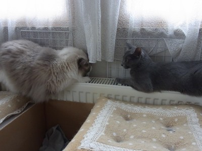 「猫だらけ」