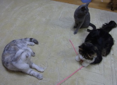 「猫だらけ」