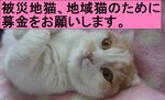 「猫だらけ」