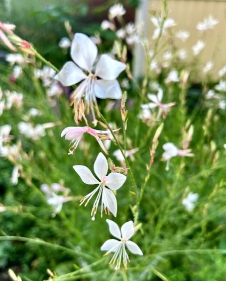 thumbnail_IMG_2203 (1)