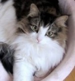 チェルシープロフィール_1