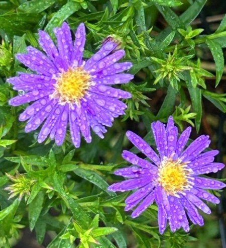 thumbnail_IMG_7017