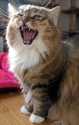 「猫だらけ」
