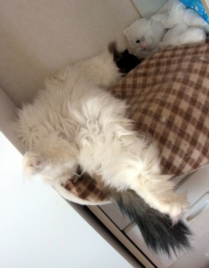 「猫だらけ」