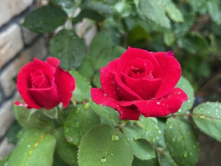 thumbnail_IMG_9875 (1)