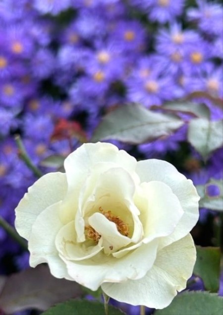 thumbnail_IMG_9596