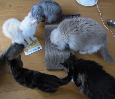 「猫だらけ」