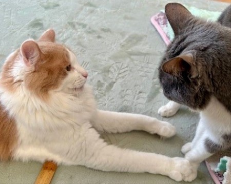 thumbnail_IMG_5212 (3)