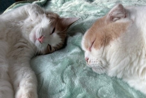 thumbnail_IMG_7822 (1)