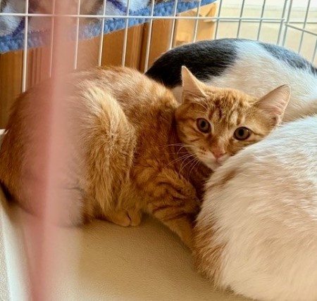 thumbnail_IMG_8796 (1)