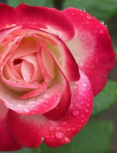 thumbnail_IMG_2661 (2)