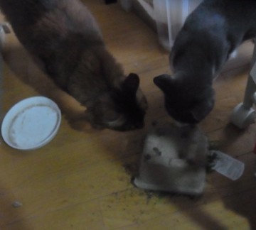「猫だらけ」