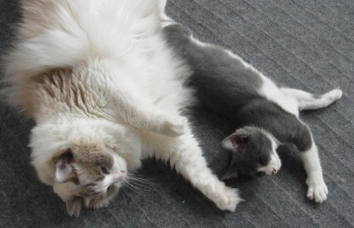 「猫だらけ」