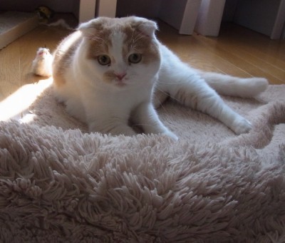 「猫だらけ」