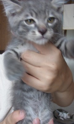 「猫だらけ」