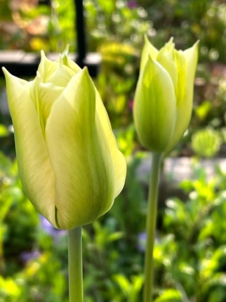 thumbnail_IMG_0312