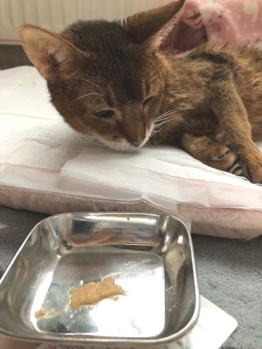 闘病中の猫の寒さ対策 猫だらけ Powered By ライブドアブログ 闘病中の猫の寒さ対策 猫だらけ Powered By ライブドアブログ