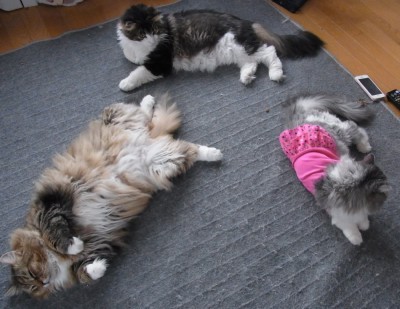 「猫だらけ」