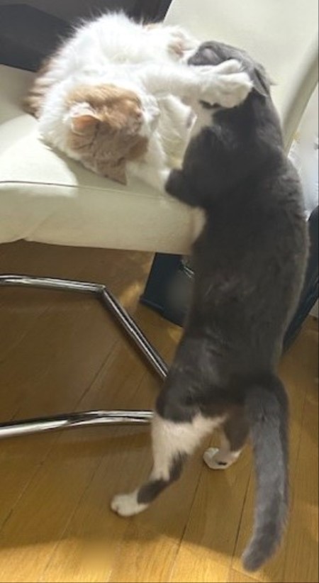 thumbnail_IMG_3777 (2)