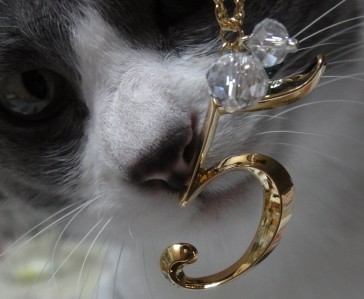 「猫だらけ」