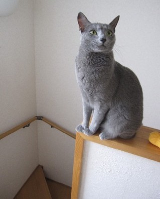 「猫だらけ」