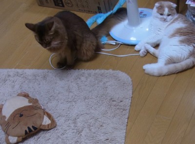 「猫だらけ」