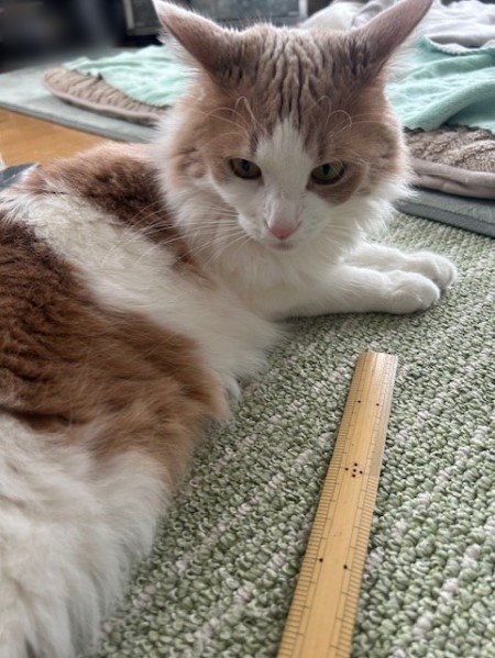 thumbnail_IMG_5575 (2)