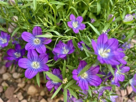 thumbnail_IMG_8256 (1)