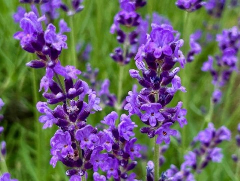 thumbnail_IMG_8930