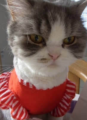 「猫だらけ」