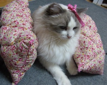 「猫だらけ」