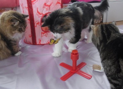 「猫だらけ」