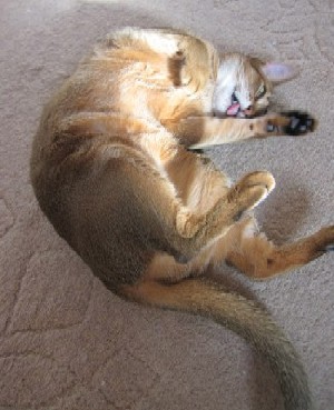 「猫だらけ」