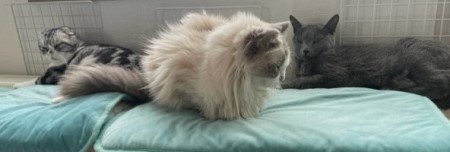 thumbnail_IMG_0266